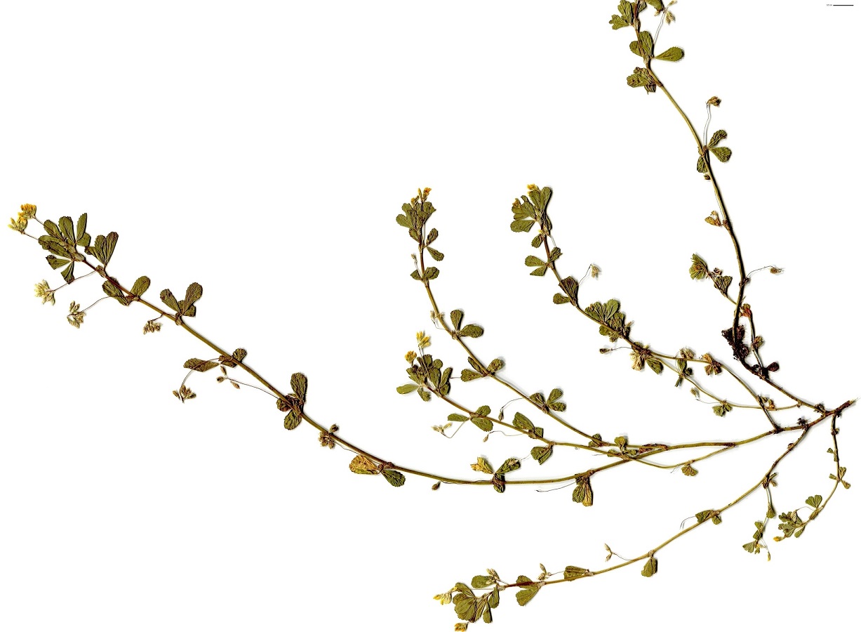 Trifolium micranthum (Fabaceae)